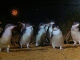 De pinguins komen aan land