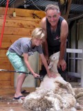 Koen scheert zijn eerste schaap
