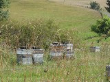 Typisch NZ: overal beeboxes langs de kant