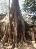 Ta Prohm (Angkor Wat)