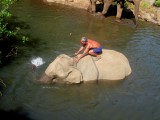 Het wassen van de olifant