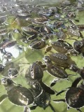 De zojuist uitgekomen schildpadjes