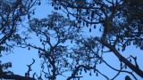 Fruitbats