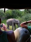 De eerste olifant!