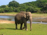 Olifant nummer zoveel