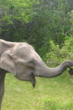 Nog een mooie olifant