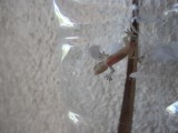Een van de vele gevangen gekko's, dit is geloof ik Sparky