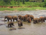 Tegen de 40 olifanten van het Elephant Orphanage nemen 's ochtends een bad