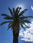 Palmbomen, zon... heerlijke stad!