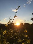 Fijne zonsondergang