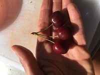 Kersen van de kersenboom, smullen!