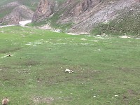 Marmotten (goed zoeken)