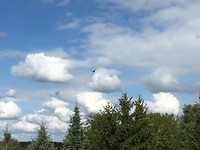 Buizerd!