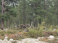 IMG_9465