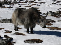 118-Yak op 5.000 meter