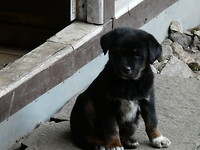 164-Pup