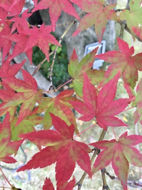 Herfst