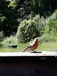 Mooi vogeltje kwam even kijken