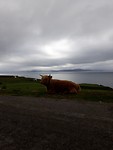 Highland koe langs de weg