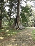 Botanische tuin Bogor