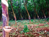 Rubberplantage