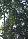 Orang Utan at Semonggoh Orang Utan Sanctuary