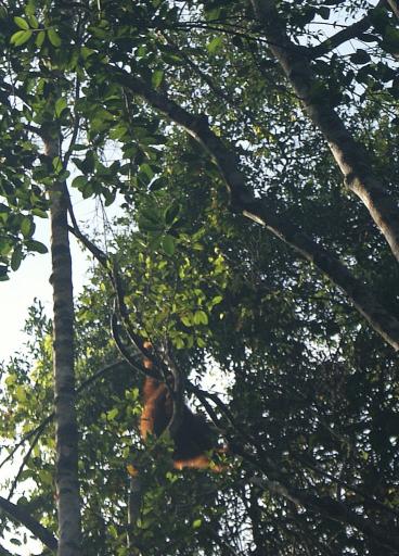 Orang Utan at Semonggoh Orang Utan Sanctuary