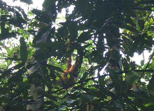 Onze eerste kennismaking met de Orang Utan!