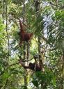 Orang Utan at Semonggoh Orang Utan Sanctuary
