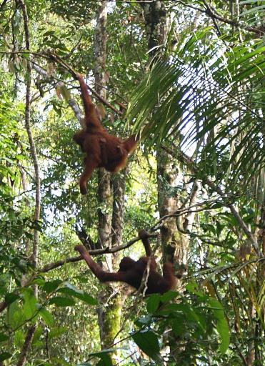 Orang Utan at Semonggoh Orang Utan Sanctuary
