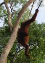 Orang Utan at Semonggoh Orang Utan Sanctuary