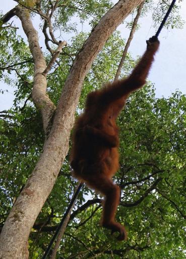 Orang Utan at Semonggoh Orang Utan Sanctuary
