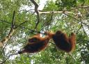Orang Utans at Semonggoh Orang Utan Sanctuary