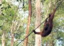Orang Utan at Semonggoh Orang Utan Sanctuary
