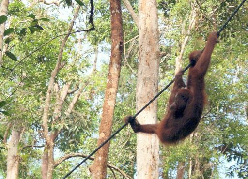 Orang Utan at Semonggoh Orang Utan Sanctuary