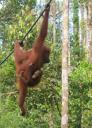 Orang Utan met babytje, zo leuk!