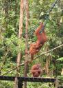 Orang Utan at Semonggoh Orang Utan Sanctuary