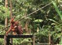 Orang Utan at Semonggoh Orang Utan Sanctuary