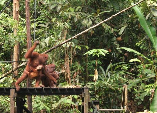 Orang Utan at Semonggoh Orang Utan Sanctuary