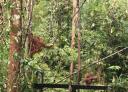 Orang Utan at Semonggoh Orang Utan Sanctuary