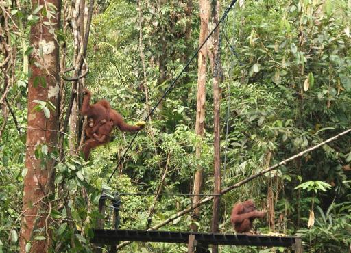 Orang Utan at Semonggoh Orang Utan Sanctuary