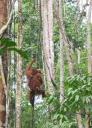 Orang Utan at Semonggoh Orang Utan Sanctuary