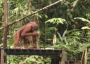 Orang Utan at Semonggoh Orang Utan Sanctuary