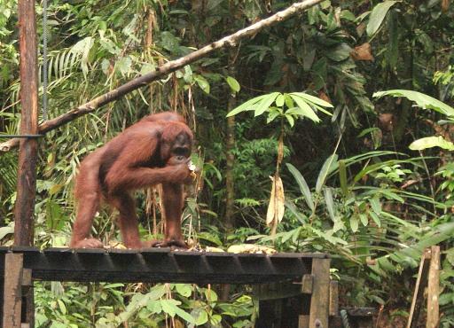 Orang Utan at Semonggoh Orang Utan Sanctuary