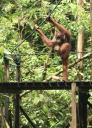 Orang Utan at Semonggoh Orang Utan Sanctuary