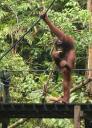 Orang Utan at Semonggoh Orang Utan Sanctuary