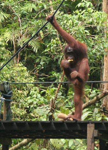 Orang Utan at Semonggoh Orang Utan Sanctuary