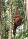 Orang Utan at Semonggoh Orang Utan Sanctuary