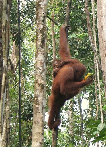 Orang Utan at Semonggoh Orang Utan Sanctuary
