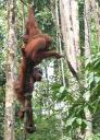 Orang Utan at Semonggoh Orang Utan Sanctuary
